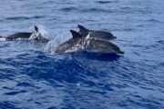 Aventura en las Azores · 7 días - Imagen 31