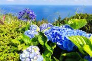 Aventura en las Azores · 7 días - Imagen 8