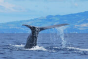 Aventura en las Azores · 7 días - Imagen 20